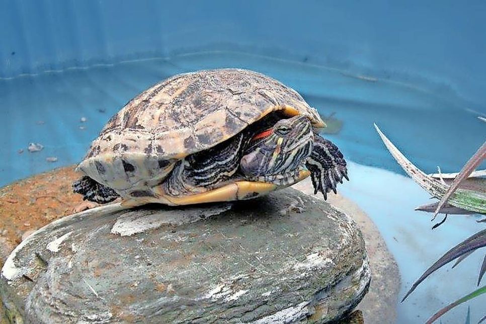 Diese Rotwangen-Wasserschildkröte sucht dringend ein neues Zuhause. Bei Interesse bitte mit der Tierhilfe Ostholstein unter Tel. 04561/16267 in Verbindung setzen. (red)