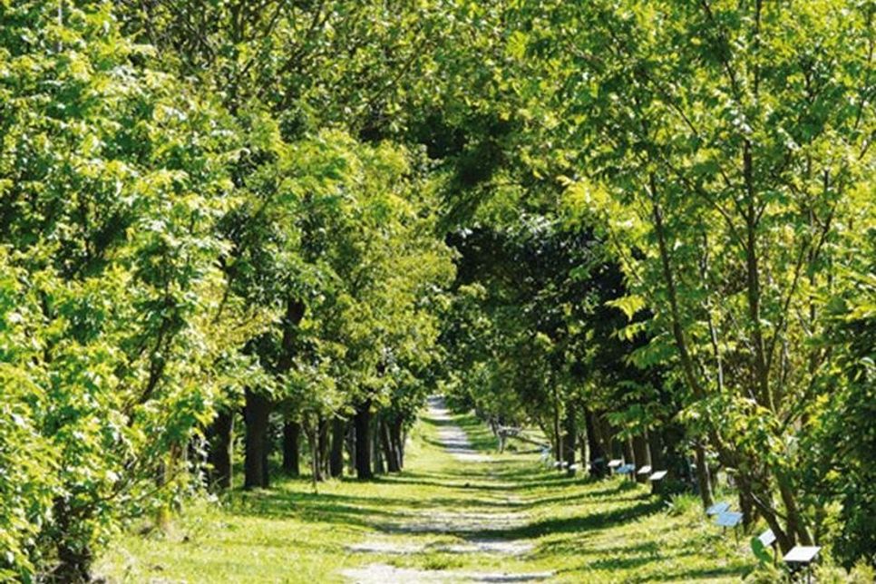 Auf dem idyllischen Gelände des Museumshofes in Lensahn wollen die Schüler einen Picknick-Pavillon auf dem Naturlehrpfad errichten.