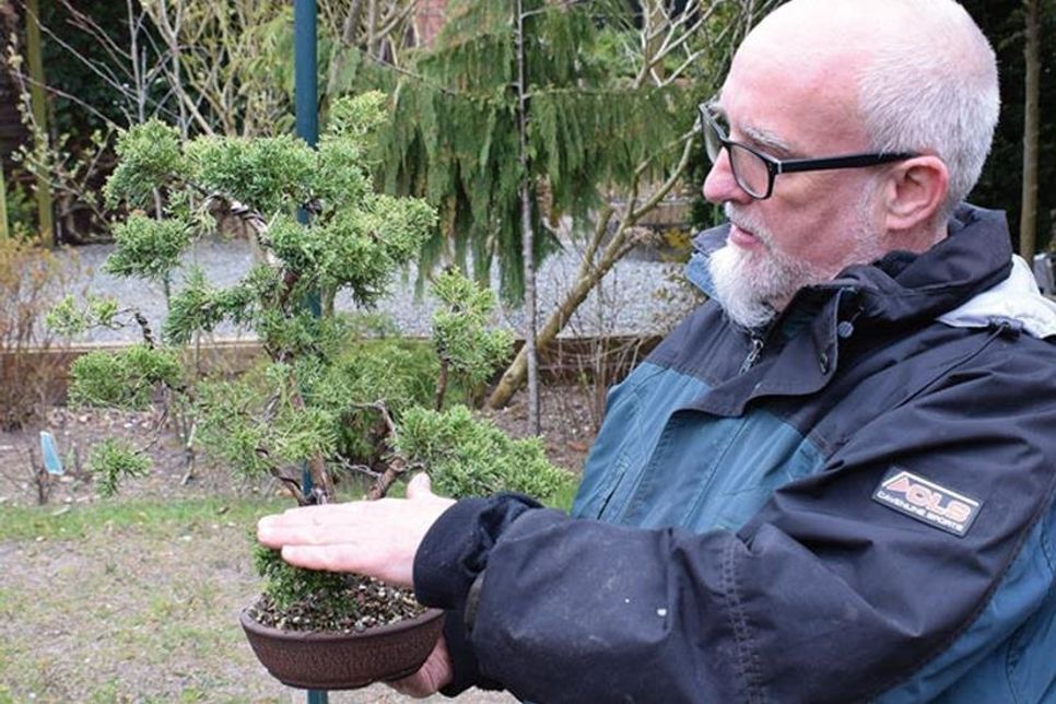 Seit zehn Jahren kultiviert und züchtet Wolfgang Neven Bonsai – mittlerweile sind es 300 an der Zahl: hier ein chinesischer Wacholder.