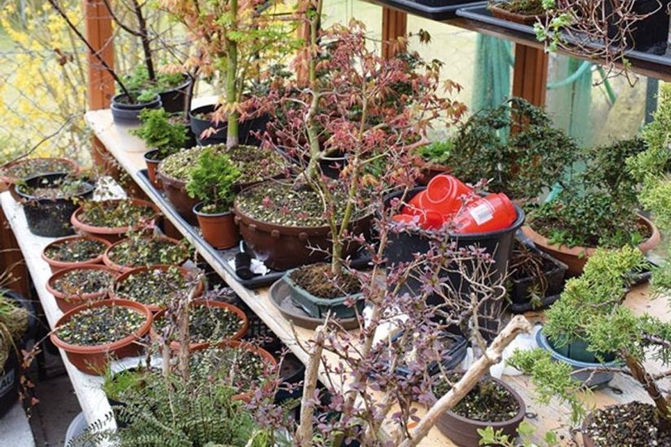 Mit dem Frühlingsanfang können die frostempfindlichen Bonsai das Gewächshaus endlich wieder verlassen.