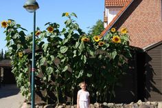 Süsel. Diese stattlichen Sonnenblumen sind zurzeit in Süsel zu bestaunen. Im Garten von Familie Stolzenberg blühen jedes Jahr mehrere Sonnenblumen in beachtlicher Größe. (red)