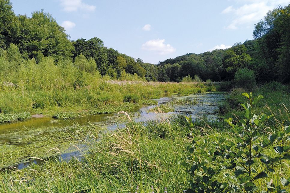 Die renaturierte Schwartau im Sommer 2024. Hier haben Abflachungen der Ufer zu einer Aufweitung des Gewässers geführt.