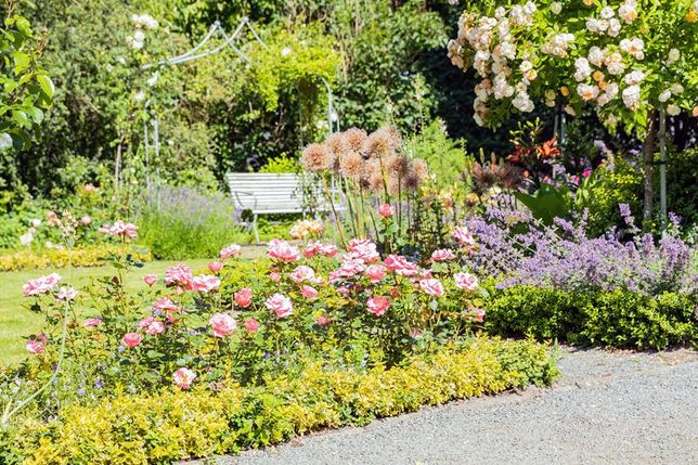 Rosen - ob im Beet, als Kletterer oder Hochstamm - bereichern mit ihrer Blütenfülle jeden Sonnengarten. (Foto: Blumen - 1000 gute Gründe)