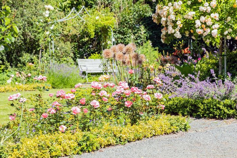 Rosen - ob im Beet, als Kletterer oder Hochstamm - bereichern mit ihrer Blütenfülle jeden Sonnengarten. (Foto: Blumen - 1000 gute Gründe)