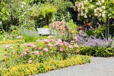 Rosen - ob im Beet, als Kletterer oder Hochstamm - bereichern mit ihrer Blütenfülle jeden Sonnengarten. (Foto: Blumen - 1000 gute Gründe)
