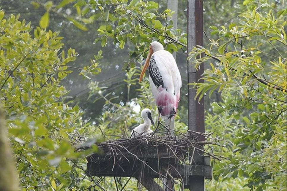 Ein Buntstorch mit seinem vier Monate alten Jungtier.