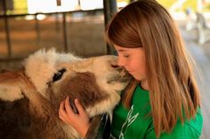 Die Eselfohlen lassen sich gerne kuscheln.