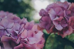 Hortensien werten den Garten auf.