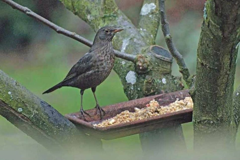 Amsel, Wacholderdrossel, Rotkehlchen und Heckenbraunelle lieben Weichfutter, etwa Rosinen (ungeschwefelt), Apfelstücke (pestizidfrei), Haferflocken und Haferkleie. Weichfutter selbst herstellen: Die Haferflocken können in einer Pfanne unter wenden kurz erhitzt und dann gleichmäßig mit Pflanzenöl vermengt werden. Dieses saugen die unter Hitze sich leicht aufblähenden Flocken auf. Abgekühlt mit Erdnussbruch und Rosinen mischen.