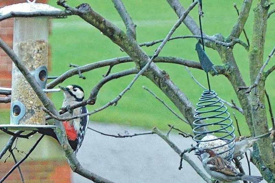 Der Specht nascht gern am Fettknödel, liebt aber auch Ernuss- und Apfelstückchen. Wegen der Verletzungsgefahr durch Hängenbleiben in den Plastiknetzen sollten die Fettknödel stets ohne Netz in soliden Halterungen den Vögeln angeboten werden.