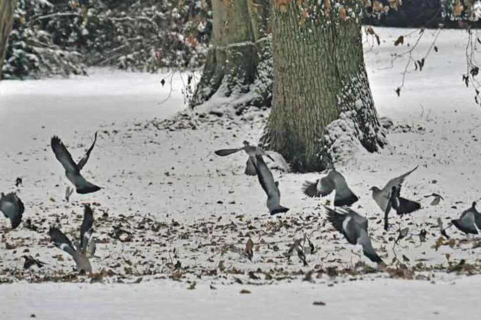 Im verschneiten Plöner Schlosspark machen sich die Bergfinken aus dem Norden zusammen mit einer Gruppe Ringeltauben über die Buckeckern her. Fühlen sie sich sicher, nutzen die Tiere auch das Angebot von Vogelfutter im Garten. Bei Gefahr fliegen sie auf und suchen Schutz im Buchengeäst.