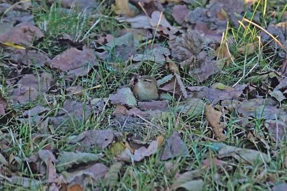 Der winzige Zaunkönig ist durch seine Farbe gut getarnt und kaum zu sehen, wenn er das Herbstlaub nach Insekten durchsucht. Am Futterplatz im Garten nimmt er im Winter gern Weichfutter.