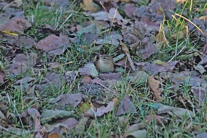 Der winzige Zaunkönig ist durch seine Farbe gut getarnt und kaum zu sehen, wenn er das Herbstlaub nach Insekten durchsucht. Am Futterplatz im Garten nimmt er im Winter gern Weichfutter.