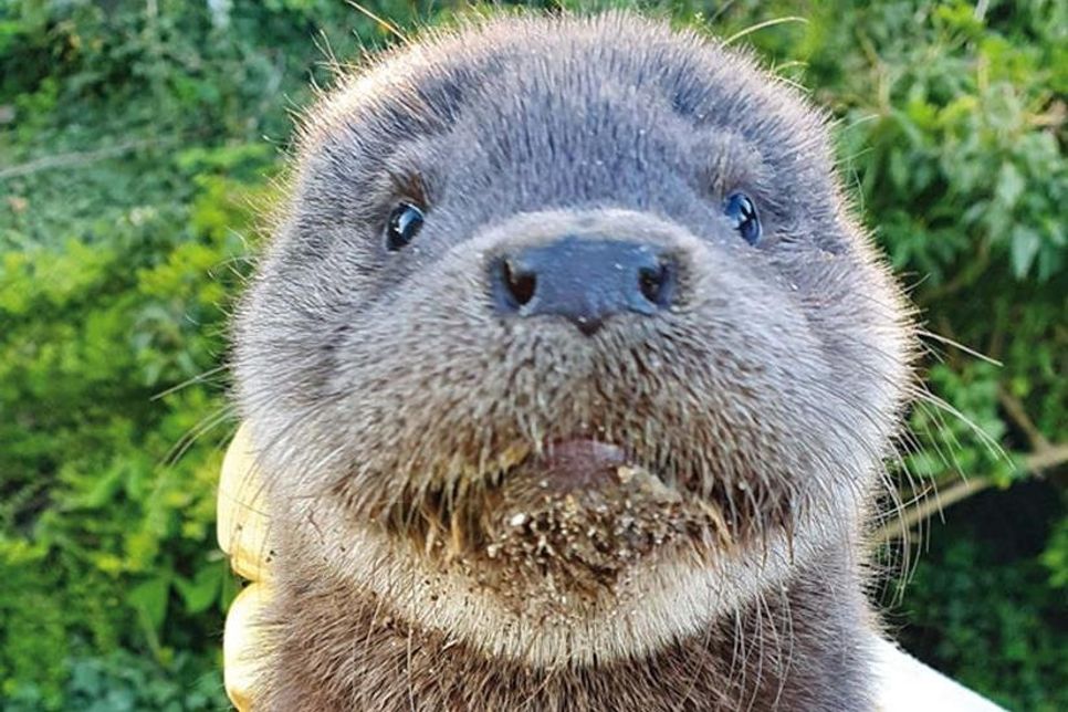 Einfach knuffig: Ein kleiner Fischotter auf dem Weg in die Wildtierhilfe. Drei rund 11 Wochen alte Junge wurden an der Plöner Ölmühle verwaist aufgefunden.