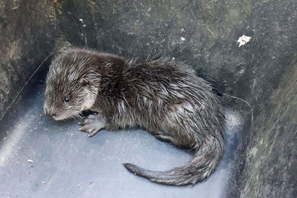 Der kleine Otter wartet in der Wanne auf sein neues Quartier.