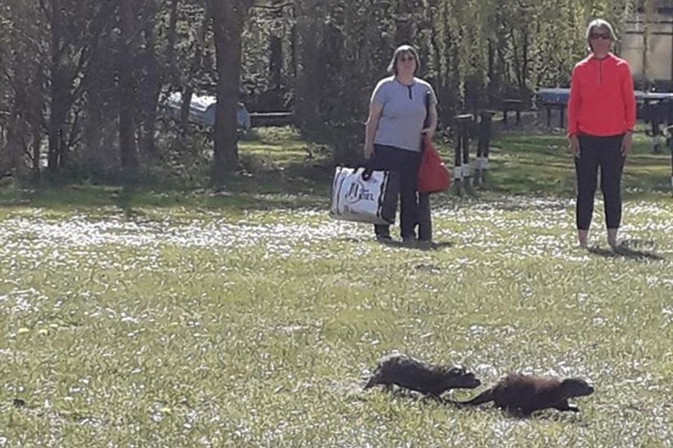 Hungrig wagten sich die Otterjungen auf dem Vereinsgelände des WPF aus ihrem Tagesversteck an der Schwentine, wo ihre Mutter sie abgelegt hatte.