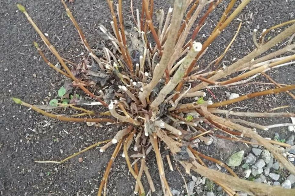 Aber Achtung: Beim Rauchen der Pflanzen besteht die Gefahr, sich eine Blausäurevergiftung einzuhandeln, die ähnliche Symptome hat wie ein Drogenrausch. Anfangs zumindest…