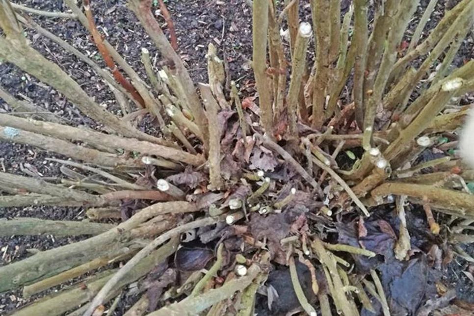 An den Hortensien sieht man deutlich die frischen Schnitte, hier haben die Hortensiendiebe die frischen Triebe herausgeschnitten, die die Pflanzen in dieser Zeit ausbilden.