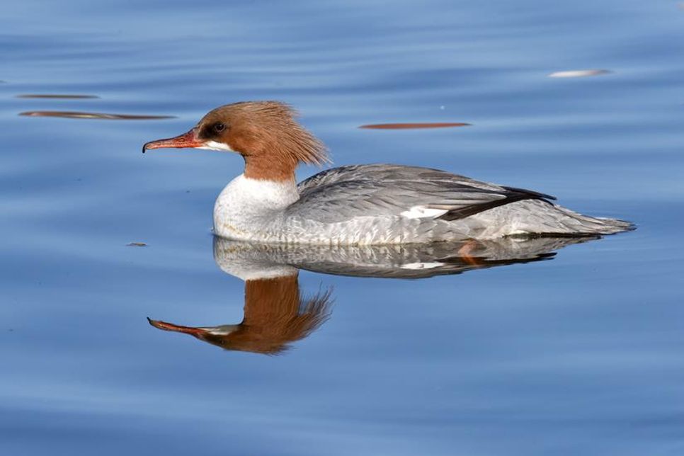 Unter fachkundiger Führung bekommen die Teilnehmenden Einblicke in die Flora und Fauna des Neustädter Binnenwassers.