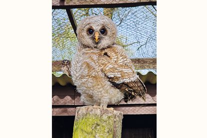 Vogelpark Niendorf bleibt geschlossen: Streit um Genehmigung und Gelände – Zukunft weiter ungewiss