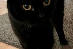 Jule bringt Ruhe, Zärtlichkeit und viel Herz mit.