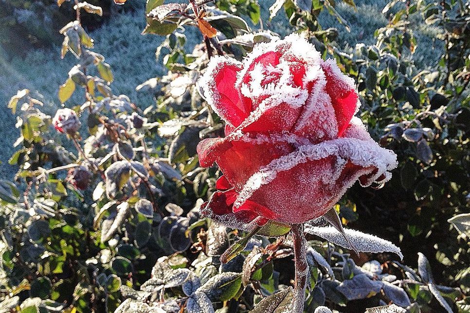 Weil die meisten Rosensorten nicht vollkommen frosthart sind, müssen sie gut vor der Winterkälte geschützt werden. Foto: djd/www.rosen-tantau.com