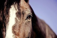 Polizei, Feuerwehr und Tierarzt konnten helfen.