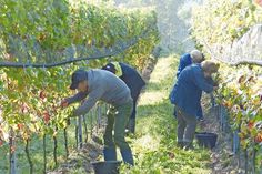 Weinlese am Grebiner Mühlenberg