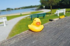 Um die maximale Personenanzahl auf dem Gelände der Badeanstalt nicht zu überschreiten, kommen auch dieses Jahr die beliebten Enten in abgezählter Stückzahl wieder zum Einsatz.