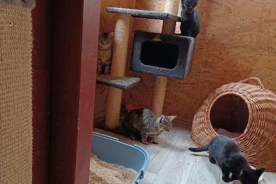 Vier Fellnasen suchen ein neues Zuhause.