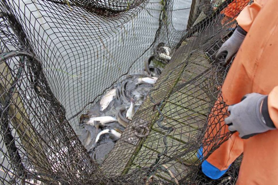 „Übergabe“ der Ostseeschnäpel und Forellen am Fischeramtssteg.
