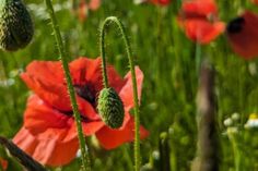Ein wahrer Hingucker: Dieses bezaubernde Mohnblumenfeld in Johannisdorf wurde von Corinna Bötcher fotografiert.