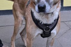 „Sonia“ wünscht sich ein Zuhause mit Garten, in dem sie sich wohlfühlen und ihre Umgebung im Blick behalten kann.