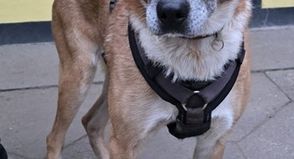 „Sonia“ wünscht sich ein Zuhause mit Garten, in dem sie sich wohlfühlen und ihre Umgebung im Blick behalten kann.