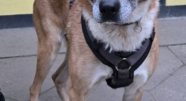 „Sonia“ wünscht sich ein Zuhause mit Garten, in dem sie sich wohlfühlen und ihre Umgebung im Blick behalten kann.