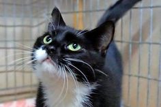Diese junge, schwarz-weiße Katze sucht ein neues Zuhause, in dem sie alleine Zuwendung findet. Piwi mag keine anderen Katzen. Bei Interesse bitte die Tierhilfe Ostholstein unter Tel. 04561/16267 kontaktieren. (red)