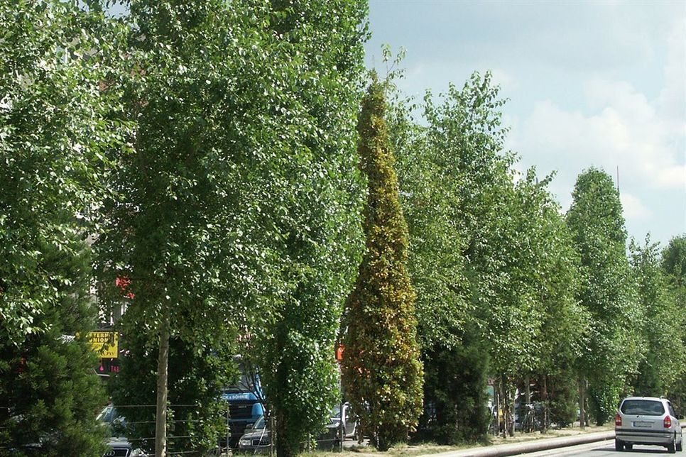Bäume an Straßen sind besonderem Stress ausgesetzt. Eine spezielle Vitalkur hilft ihnen, gesund zu bleiben und kräftig zu wachsen. Foto: djd/www.waldleben.eu