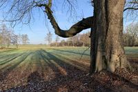 Auch ein Hingucker: eine alte Kastanie in der Allee mit bemerkenswertem Ast