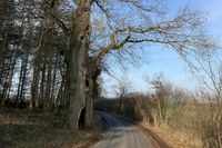 Die über 300 Jahre alte Stieleiche an der Straße Finkbusch steht unter Naturschutz. Der Stamm hat einen Umfang von über sechs Metern. Durch Blitzeinschlag hat sich eine über einen Meter hohe Höhle gebildet.