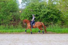 Zara-Adina von Zitzewitz, Deutsche Amateurmeisterin Dressur in 2020, hat den neuen Platz mit ihrer selbstgezogenen Erfolgsstute Donna Dini beritten und den Boden als sehr gut beurteilt.