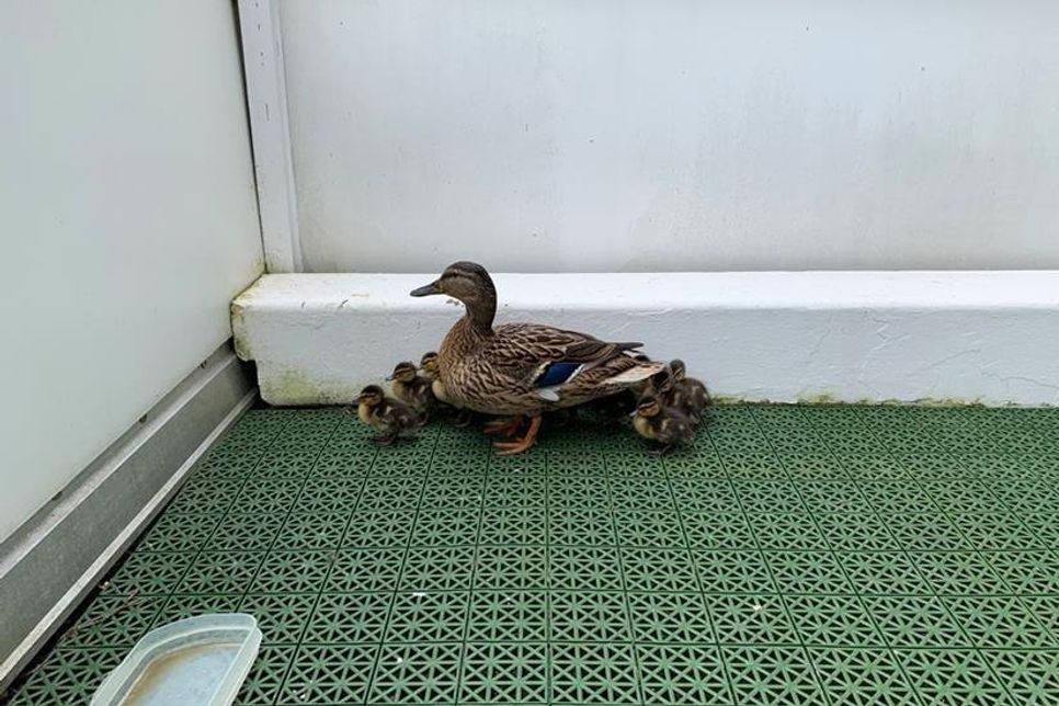 Dreizehn Entenküken waren auf einem Balkon gefangen.
