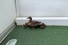 Dreizehn Entenküken waren auf einem Balkon gefangen.