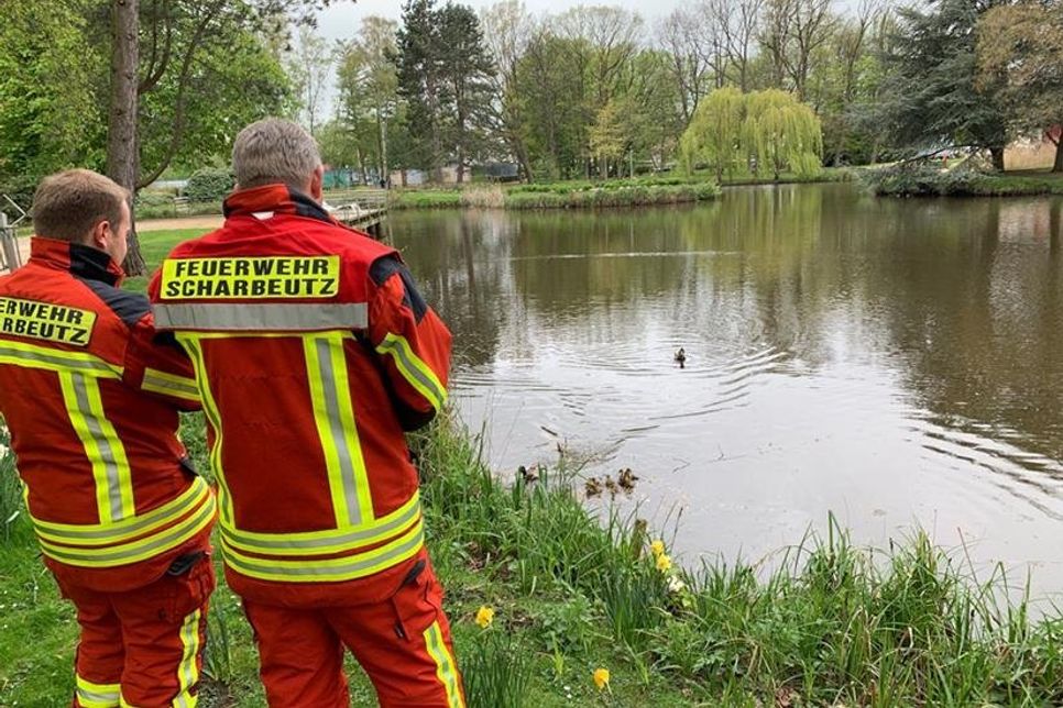 Die Feuerwehr setzte die Küken am Kurparkteich aus und die Entenfamilie war wieder komplett. (Fotos: DS)