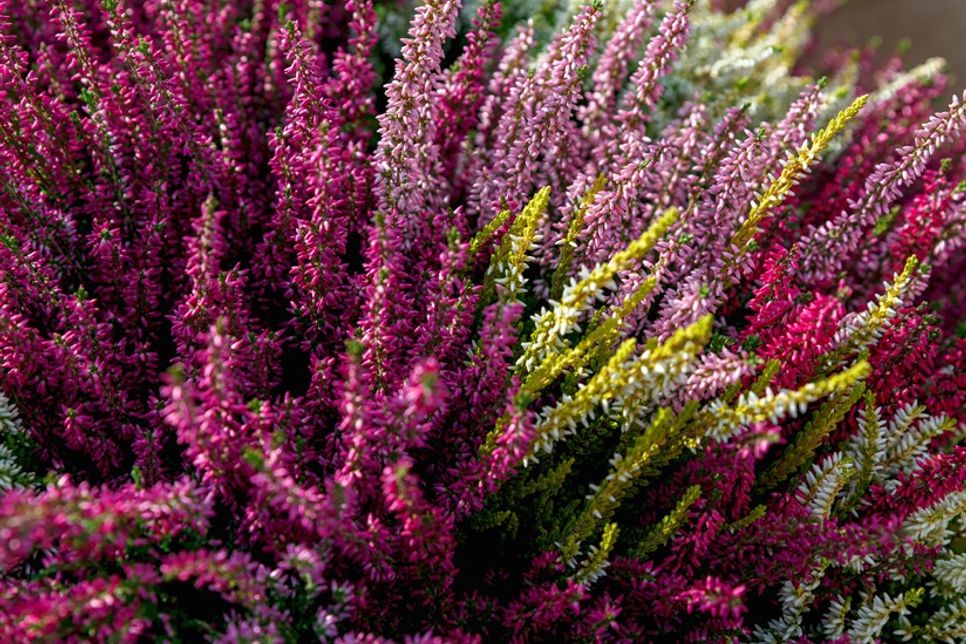 Besenheide bringt kräftige Farben auf das Grab und bleibt lange dekorativ.