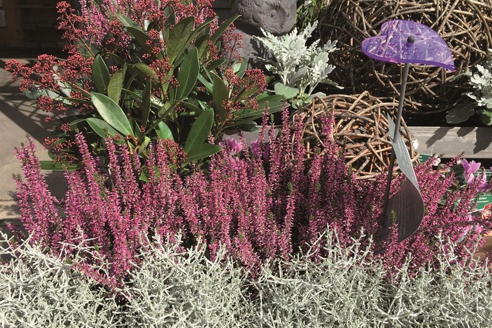 Schönes Farbenspiel: Calluna vulgaris „Lilli“ mit Silberkörbchen, Skimmie und Silberblatt. Foto: BdB/akz-o