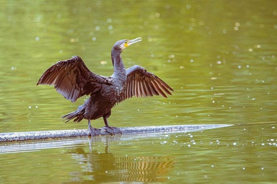 Axel Kramer (NABU) startet mit einer spannenden Vogelführung an der Vogelbeobachtungstation am Rosenfelder Strand in Grube.