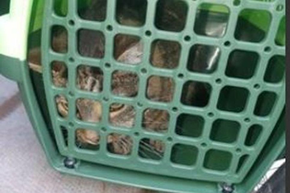 Diese hübsche Katze vermisst ihre Besitzer.