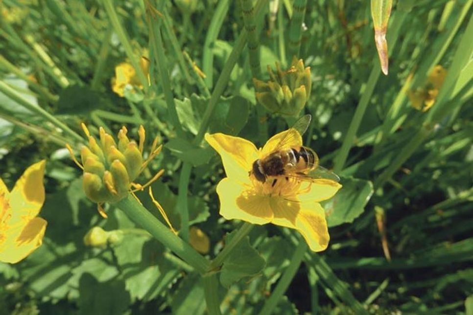 Eine Sumpfdotterblume in der Lehmkuhlener Stauung