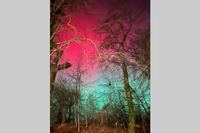 Rote und grüne Polarlichter über dem Schaarwald in Pelzerhaken bildeten eine eindrucksvolle Kulisse über den Baumkronen.