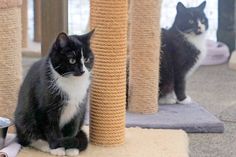 Die zwei schwarz-weißen Katzenmädchen Luna und Lina, etwa neun bis zehn Monate alt, suchen einen neuen Wirkungskreis. Bei Interesse bitte Kontakt zur Tierhilfe Ostholstein aufnehmen.  Montag bis Samstag von 9 bis 17 Uhr unter Tel. 04561/16267. (red)